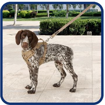 Brown & white dog standing outdoors on a leash