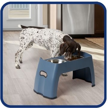 Spotted dog using a raised feeding station