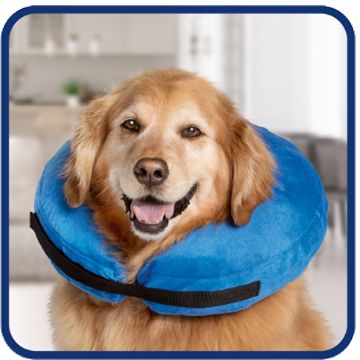 Golden retriever wearing a blue inflatable collar