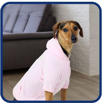 Small dog wearing a pink hoodie