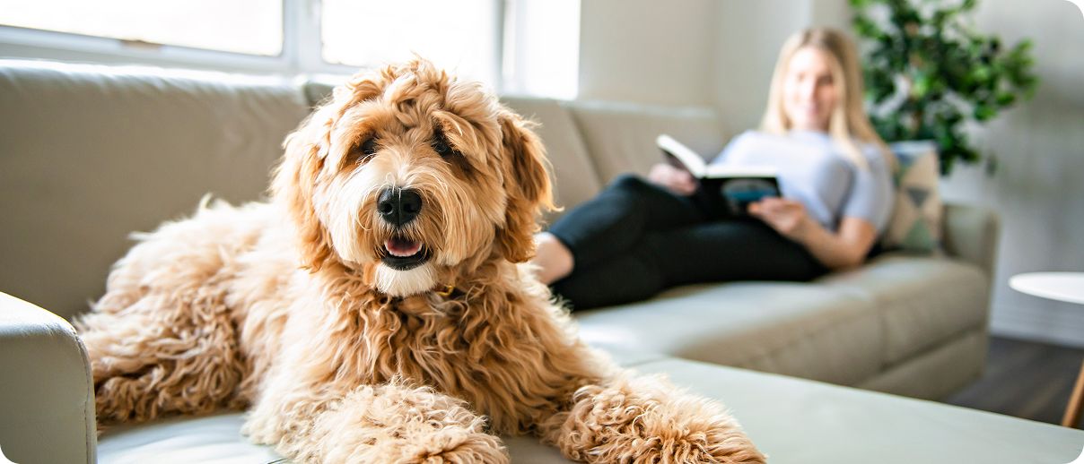Fluffy brown dog lounging on a couch with a person reading in the background