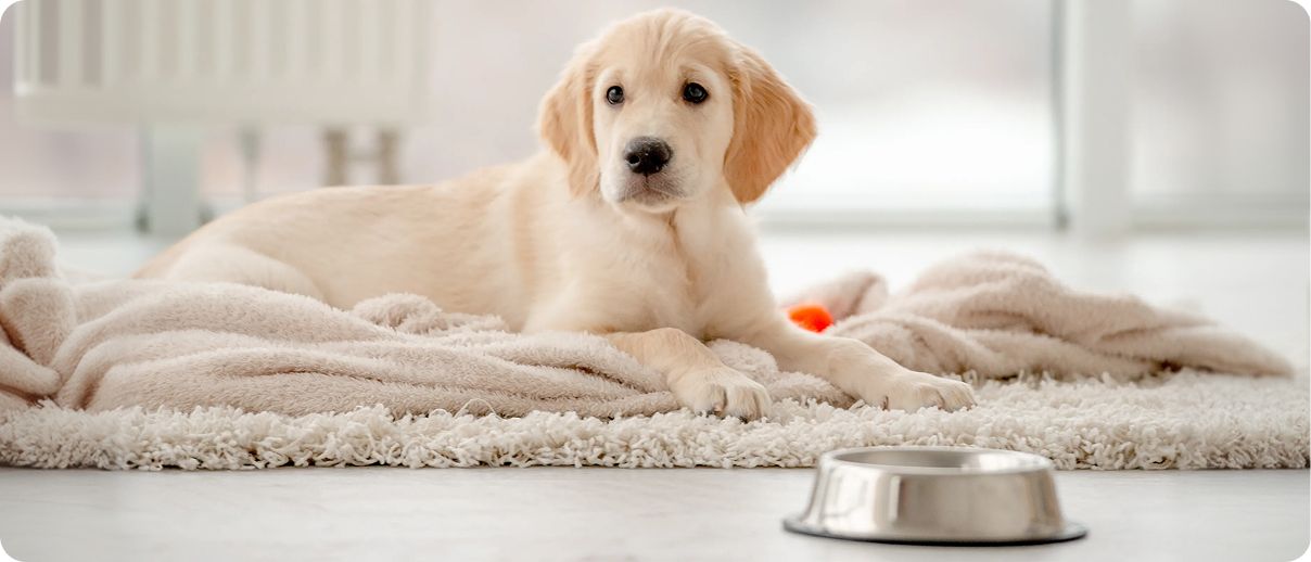 Golden retriever puppy lying on a soft blanket beside a metal food bowl