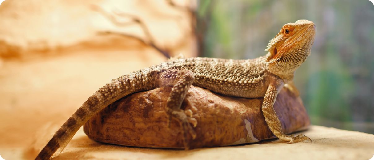 Bearded dragon resting on a rock inside a habitat