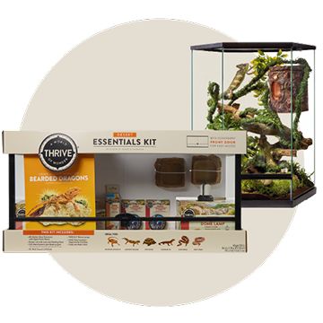 Thrive Reptile Starter Kit with glass terrarium, décor & essentials
