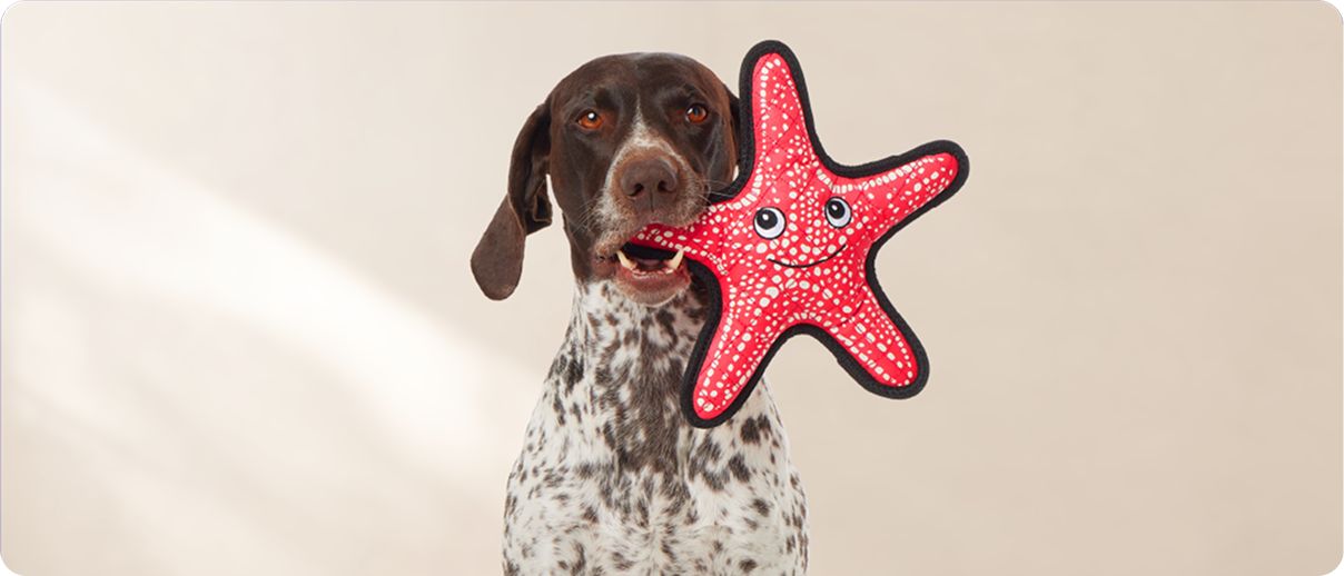 English setter with Joyhound Rip Roarin’ Tough Starfish dog toy in mouth