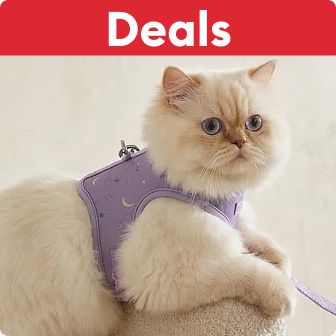 Fluffy white cat wearing a harness