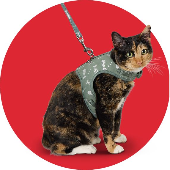 Cat wearing a Whisker City Fish Foil Cat Harness & Leash Set
