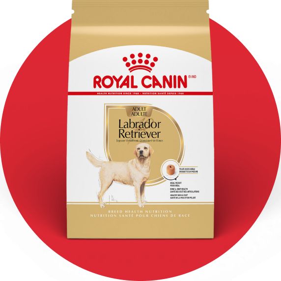 Royal Canin Breed Health Nutrition Labrador Retriever Adult Dog Dry Food
