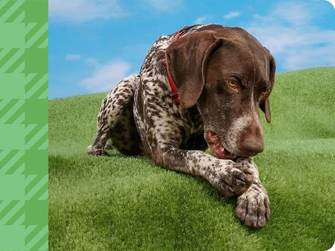 Brown & white speckled dog lying on grass chewing on its paw