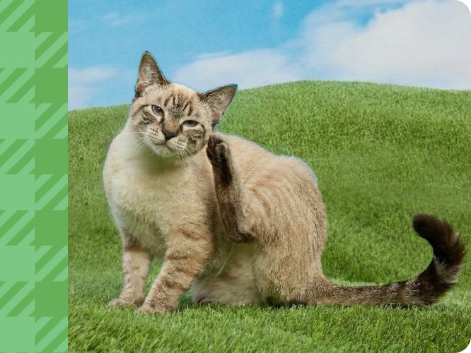 Cat scratching behind its ear while sitting on green grass outdoors