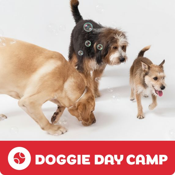 Doggie Day Camp logo & three dogs playing together with bubbles