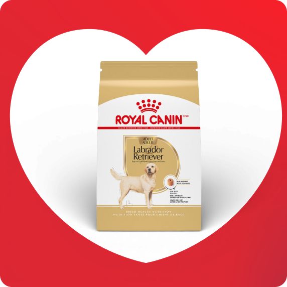 Royal Canin Breed Health Nutrition Labrador Retriever Adult Dog Dry Food