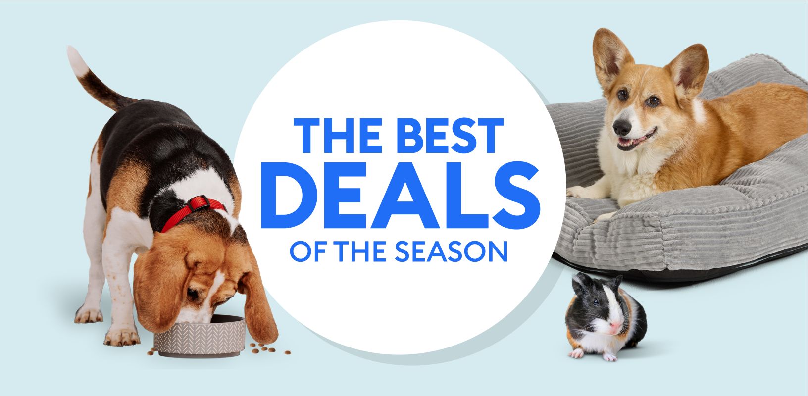 Dog eating from a bowl, corgi resting on a bed & guinea pig nearby with the text, The Best Deals of the Season