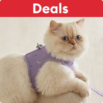 Deals callout & a fluffy cat wearing a purple harness