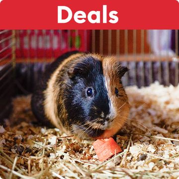 Deals callout & a guinea pig eating a piece of fruit on bedding inside an enclosure