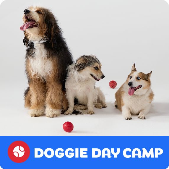 Doggie Day Camp logo & three dogs playing with two red balls