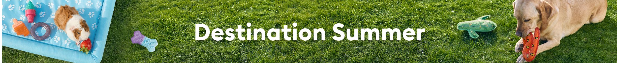 Dog lying on grass chewing a toy, Destination Summer text, pet toys & a guinea pig on a blue mat eating a strawberry