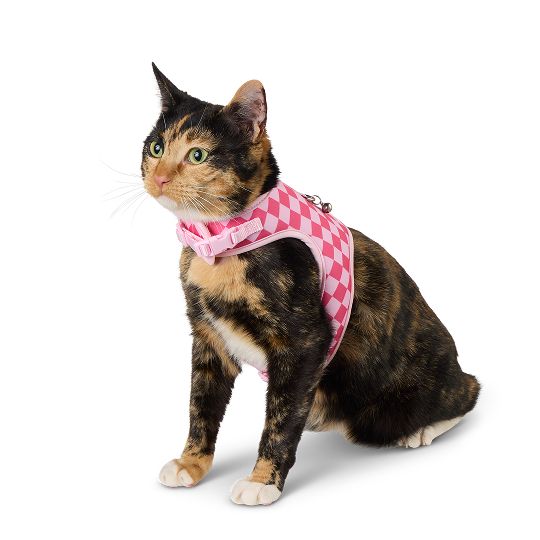 Cat wearing a pink harness