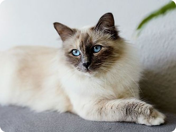 Cream-colored cat with blue eyes & dark face lying on a soft surface