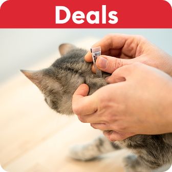 Deals callout & a person administering drops to a small gray kitten