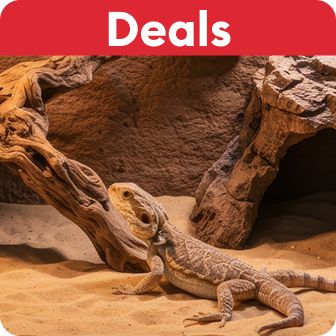 Deals callout & a bearded dragon resting on sand near a hollow log in a terrarium