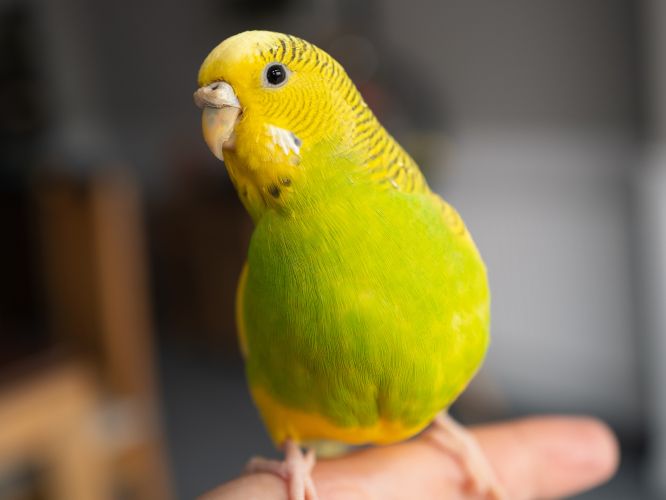 Close-up of a bright green & yellow bird perched on a person’s finger