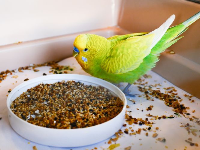 Green bird standing beside a dish filled with mixed bird seeds, with scattered seeds around the feeding area