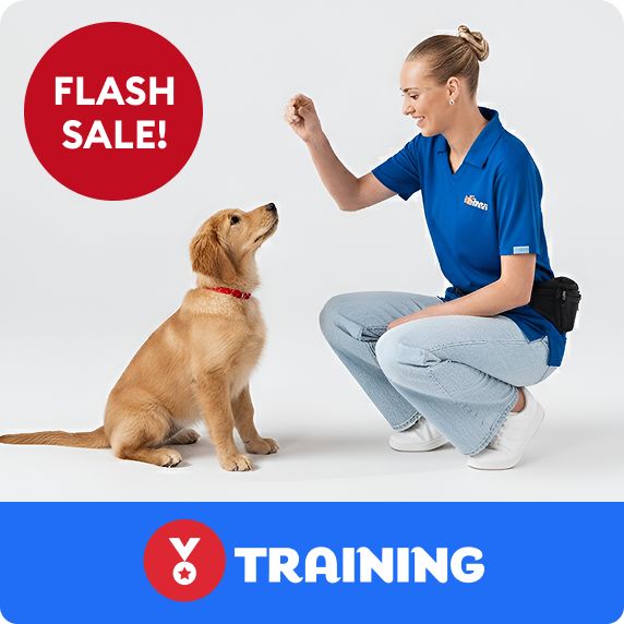Training logo, a trainer working with a dog & a flash sale callout