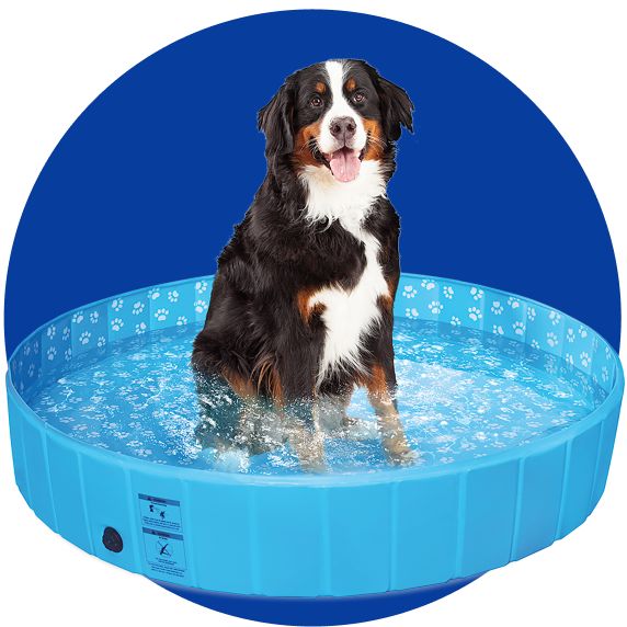 Dog standing in a wading pool