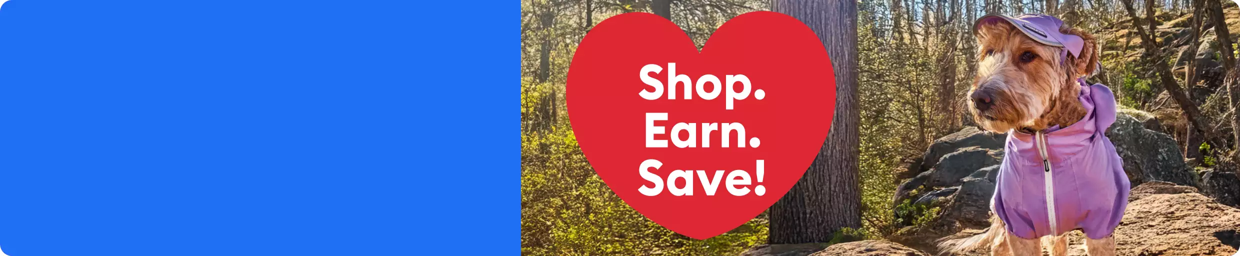 dog in forest with a purple raincoat