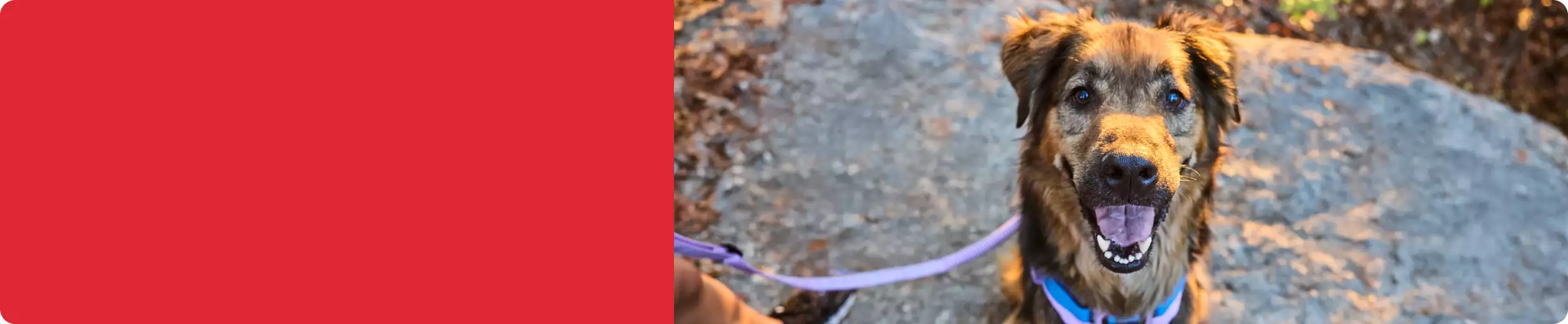 Dog with mouth open on path