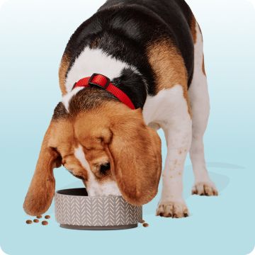 Dog eating out of a bowl on the floor