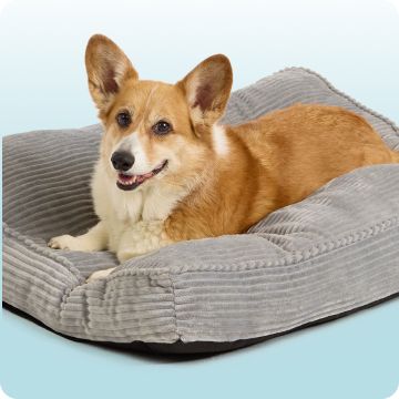 Dog laying in a comfy bed