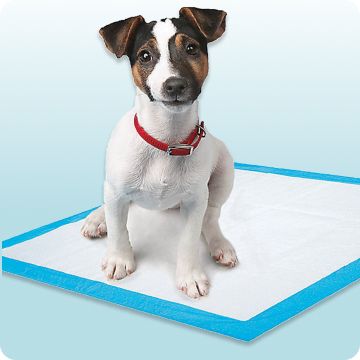 Dog sitting on a disposable pad