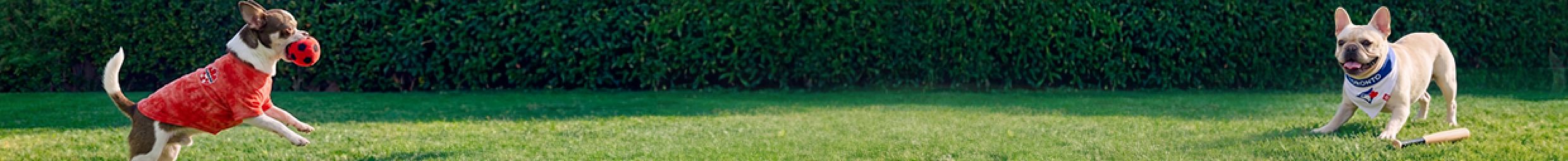 Two dog playing with toys outside