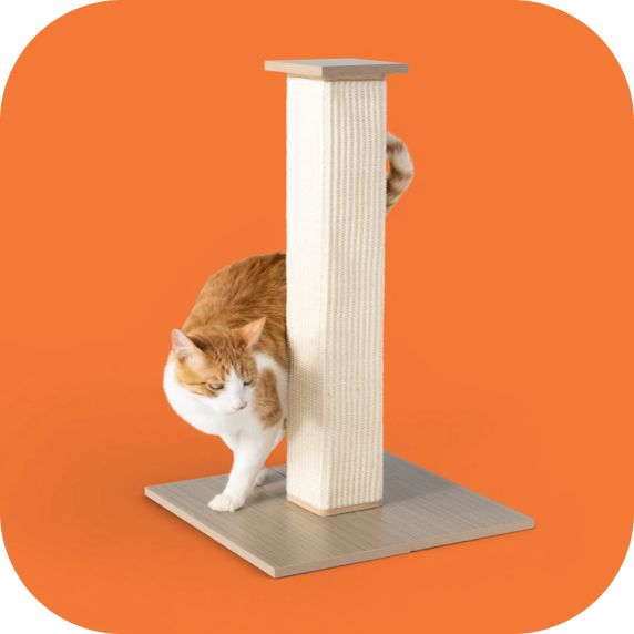Cat with a cat scratcher tower and orange background