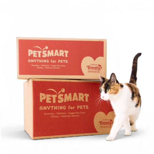 A cat in front of two PetSmart shipping boxes