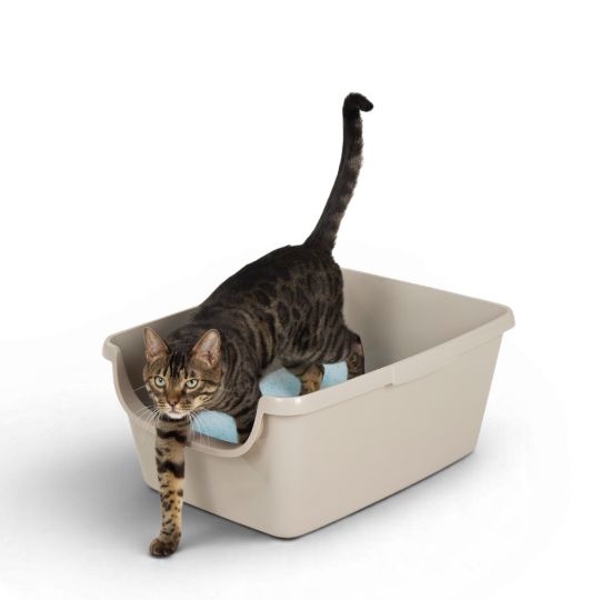 Cat stepping out of a ExquisiCat Litter Box