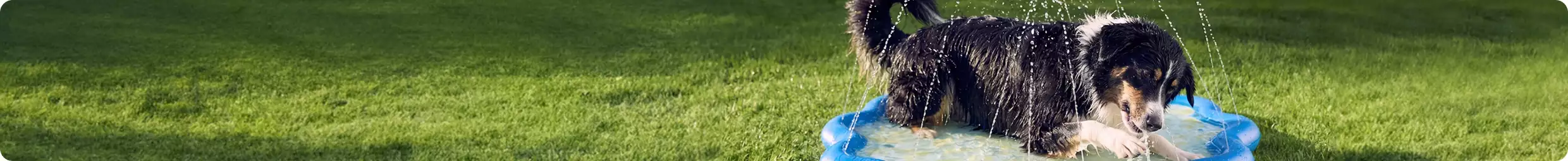 Dog playing outside on a splash pad