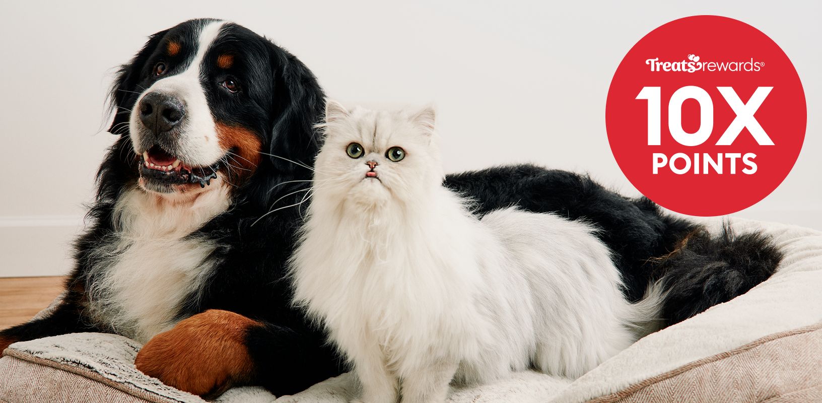 Treats Rewards logo & 10X points callout and a dog & cat lying together on a bed