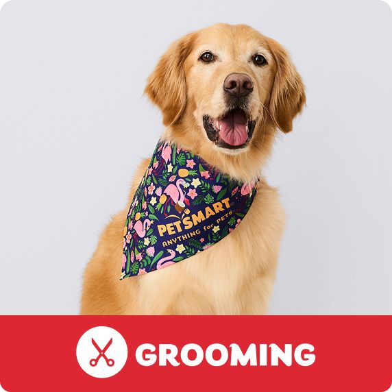 Grooming Salon logo & a golden retriever wearing a colorful bandana