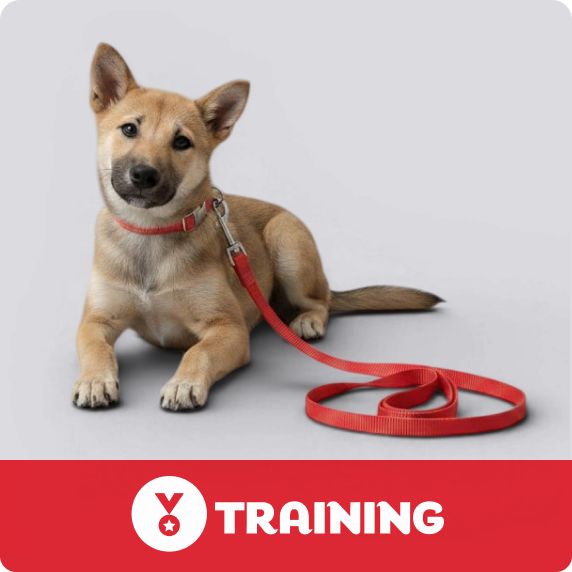Dog Training logo & a puppy laying on the floor wearing a red collar & leash