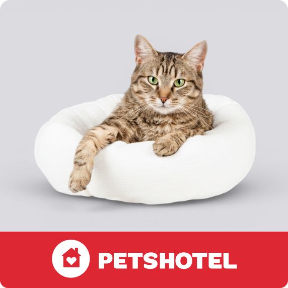 PetsHotel logo & a cat laying on a bed