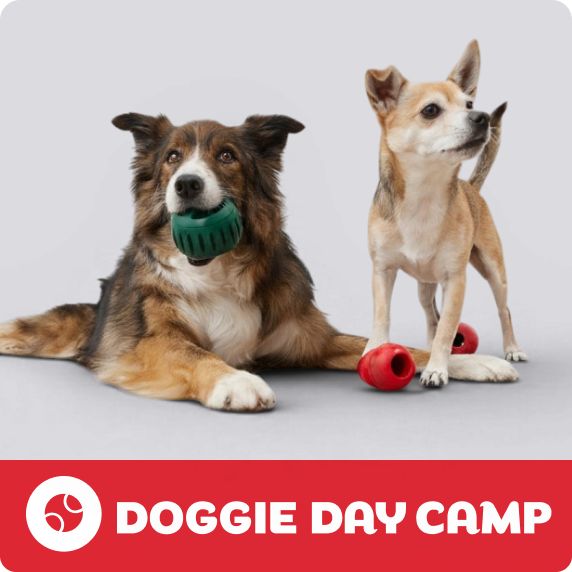 Doggie Day Camp logo & a dog lying down with a green ball & a dog standing with two red KONG toys
