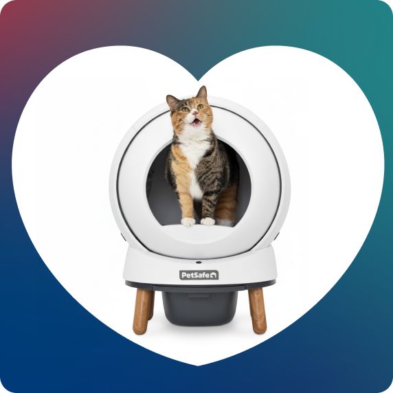 Cat standing in a PetSafe ScoopFree Automatic Litter Box on a white heart background