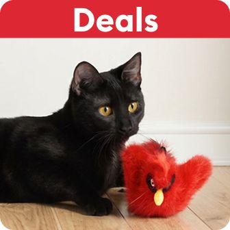 Deals callout and a black cat playing with an electronic flapping bird toy