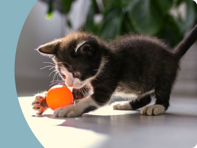 Black & white kitten playing with an orange ball