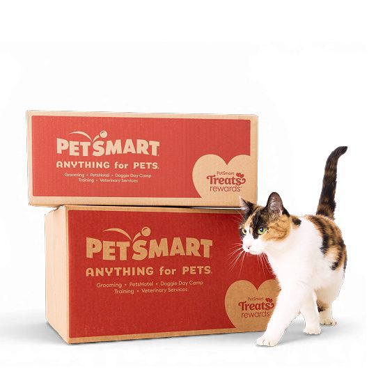 White & tan cat walking around two PetSmart shipping boxes