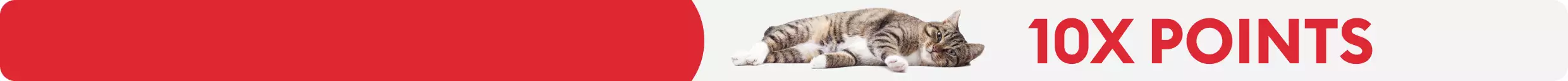 10X Points Cat lying down