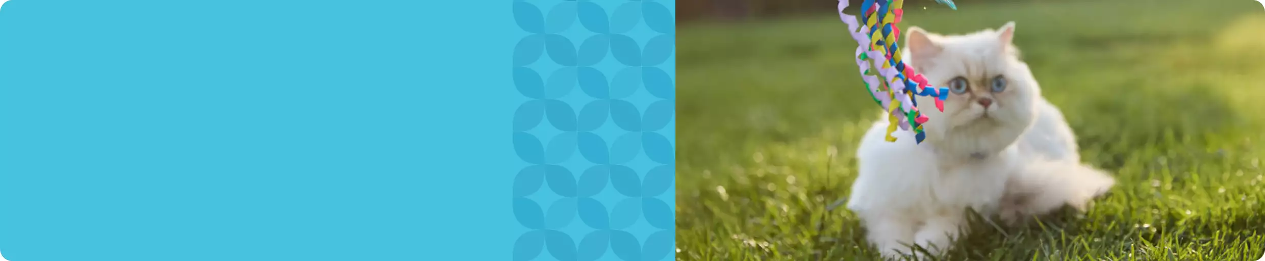 cat on grass